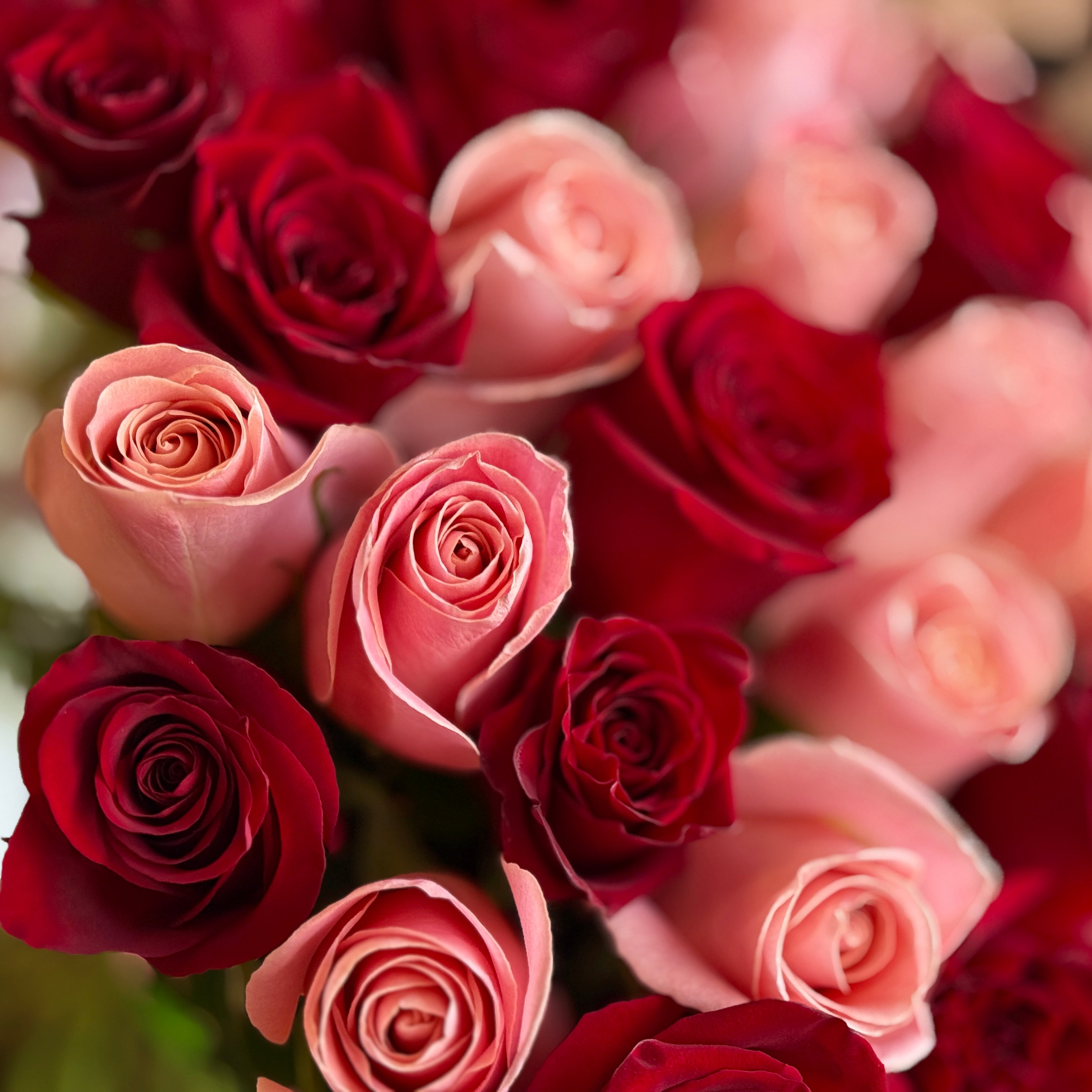 Red & Light Pink Long-Stem Roses bouquet