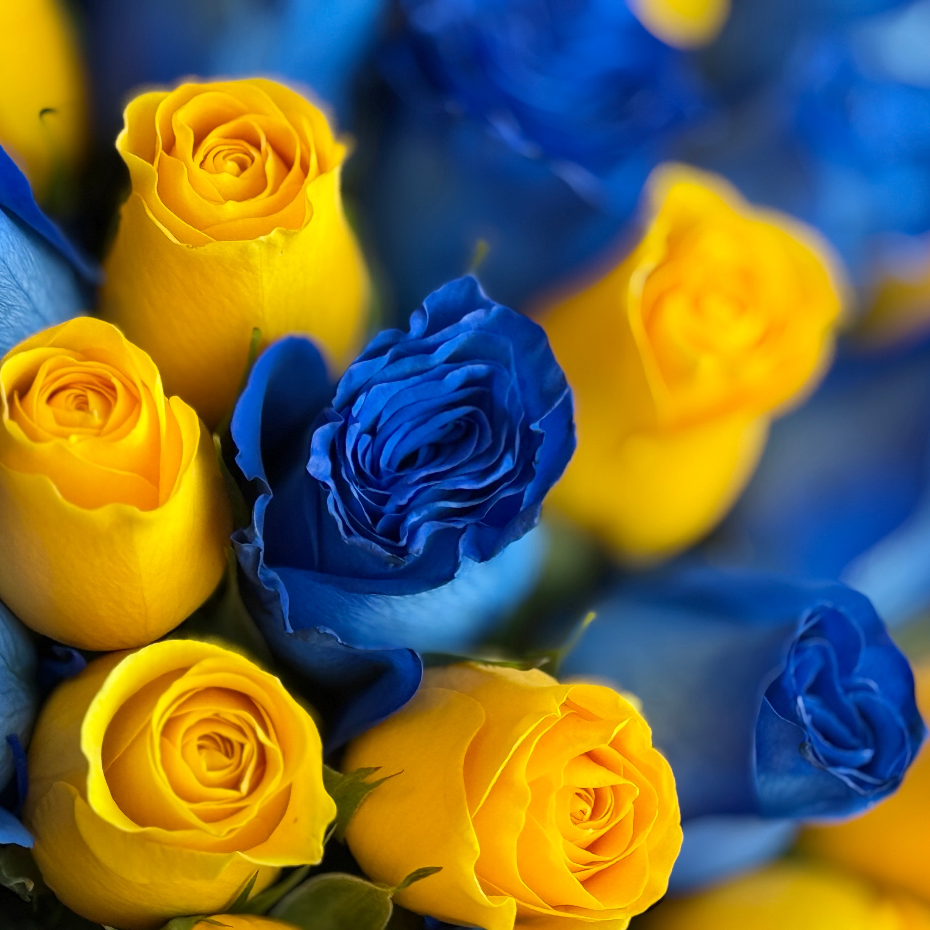 Blue & Yellow Long-Stem Roses bouquet
