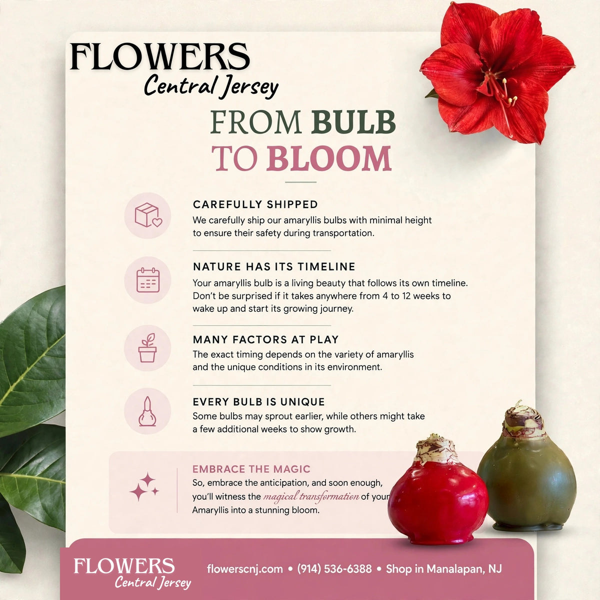 Waxed amaryllis care - From Bulb to Bloom - FLOWERS Central Jersey