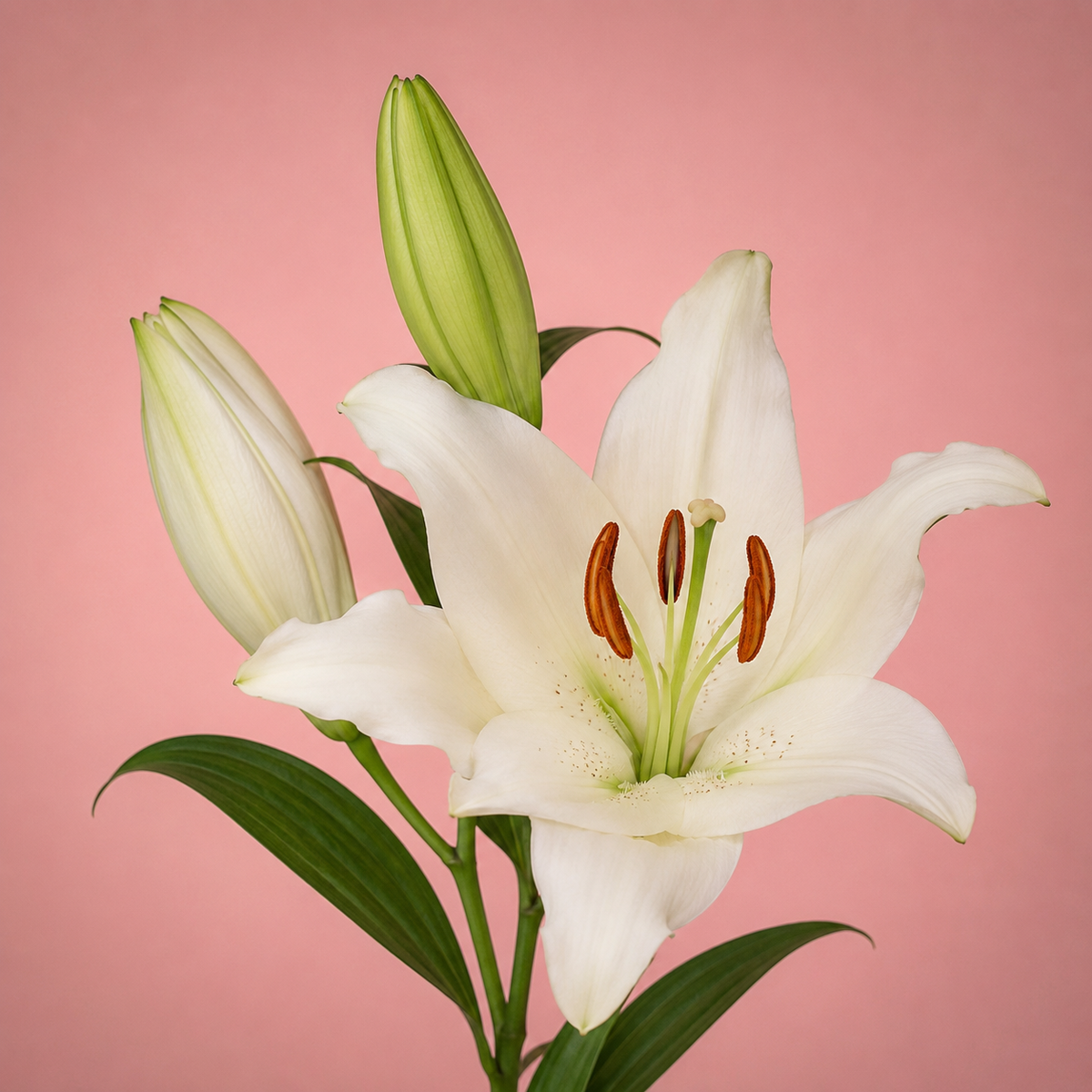 Lilies