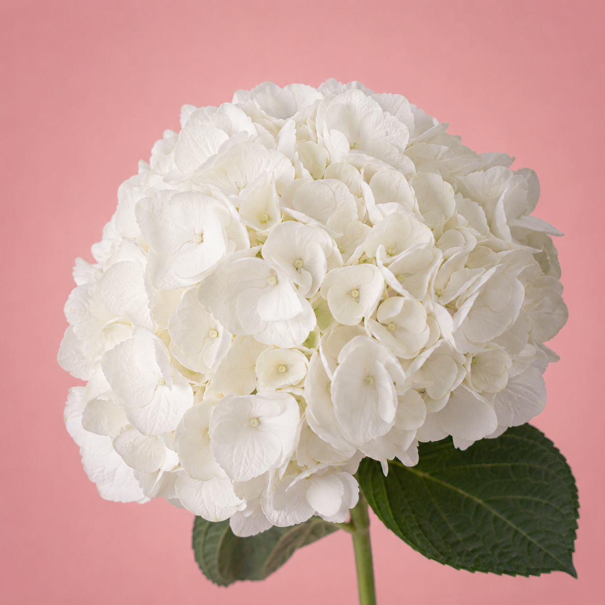 Hydrangeas