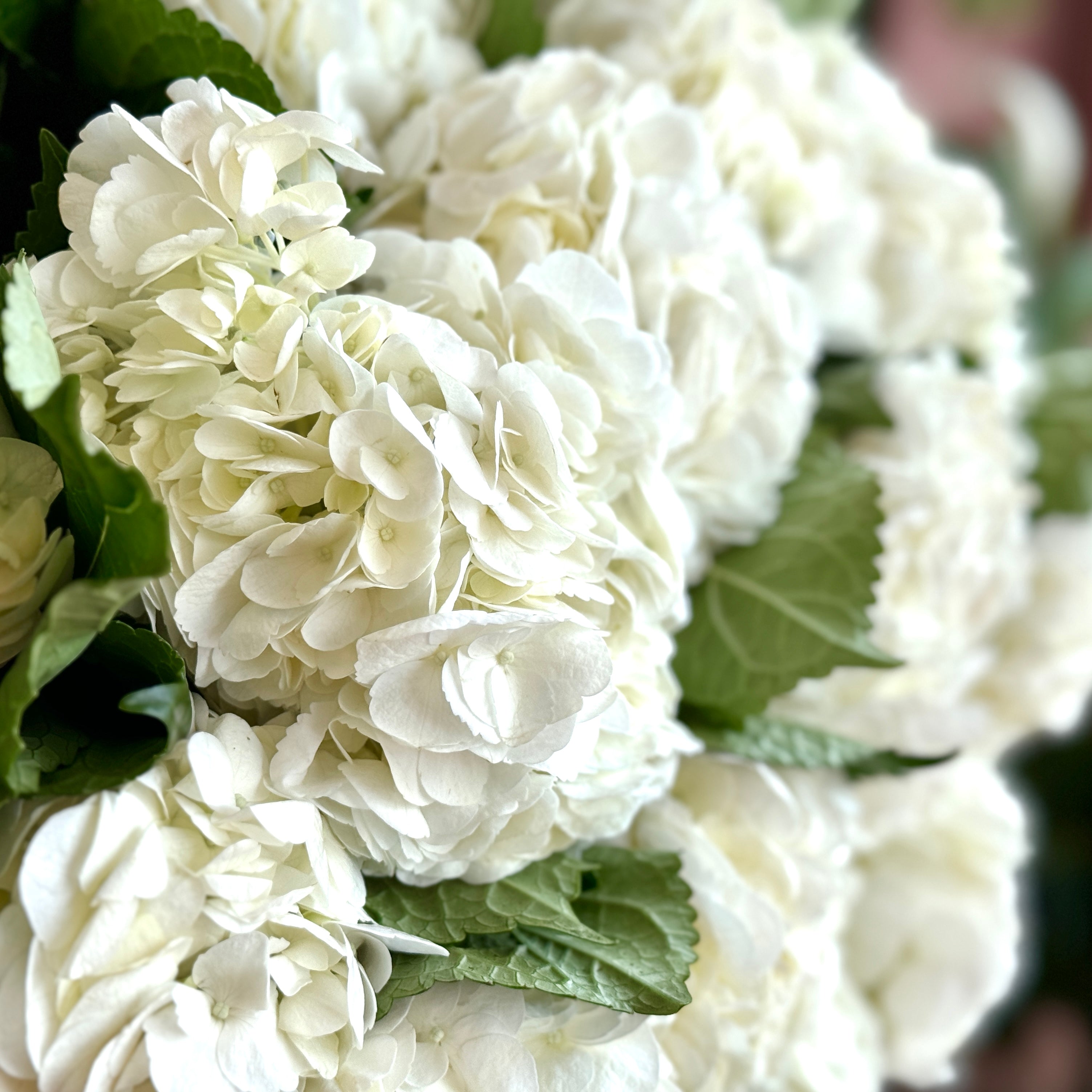 White Hydrangea MONO Bouquet