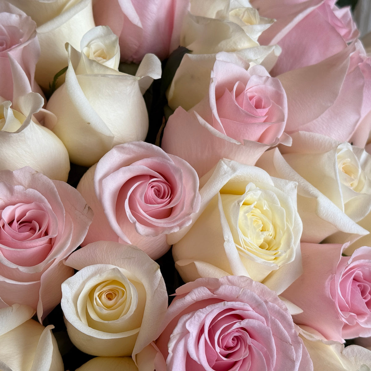Close-up of white and light pink Ecuadorian long-stem roses
